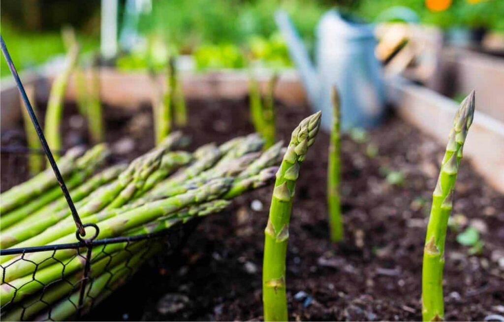 Asparagi italiani: concentrato di vitamine e antiossidanti